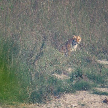 Hotel Wild Planet Eco Retreat Bardiya Esterno foto