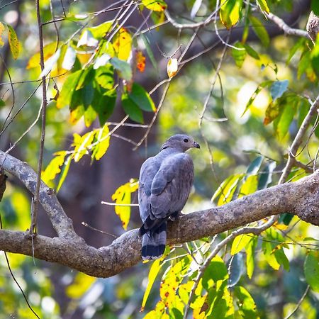 Hotel Wild Planet Eco Retreat Bardiya Esterno foto