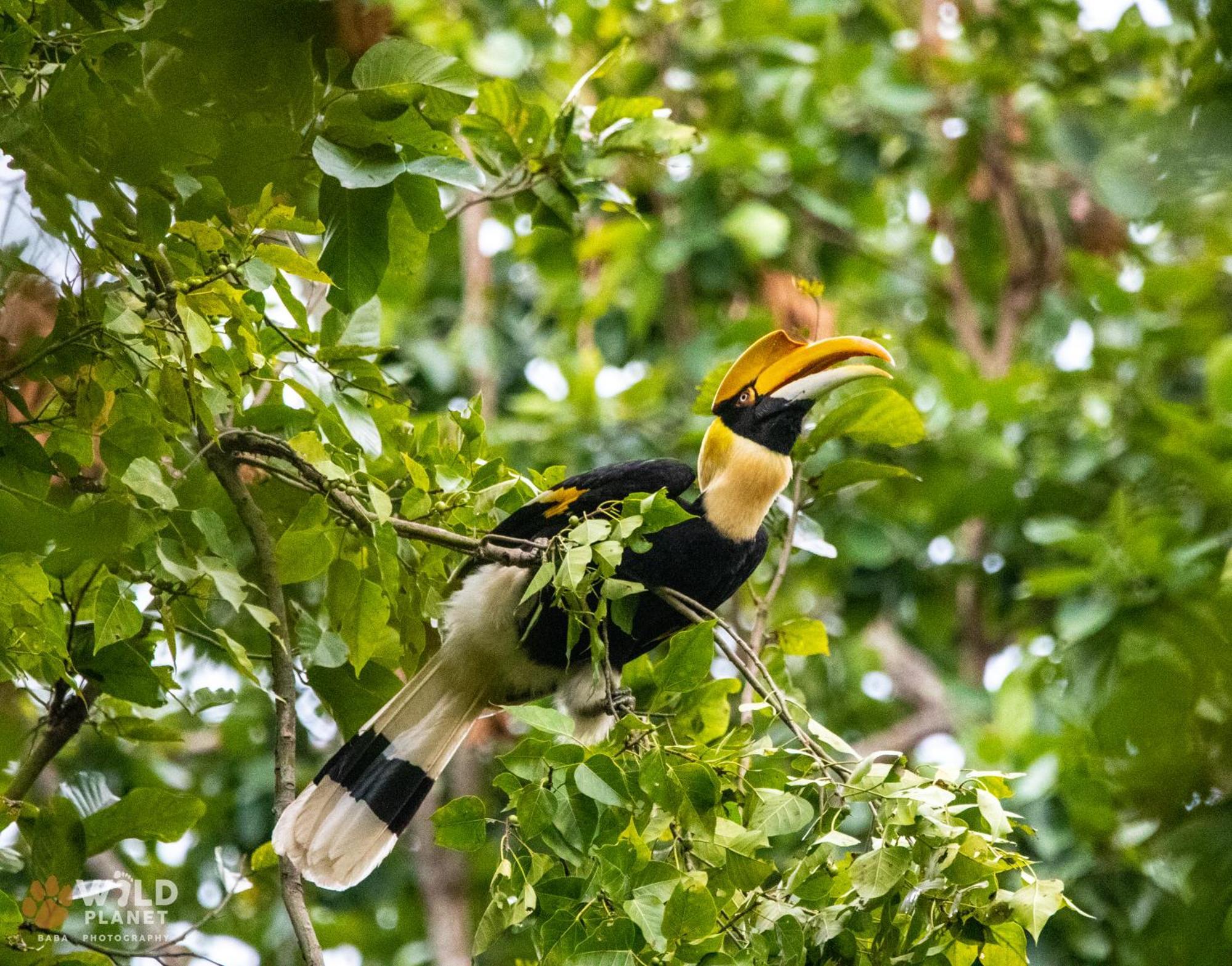 Hotel Wild Planet Eco Retreat Bardiya Esterno foto