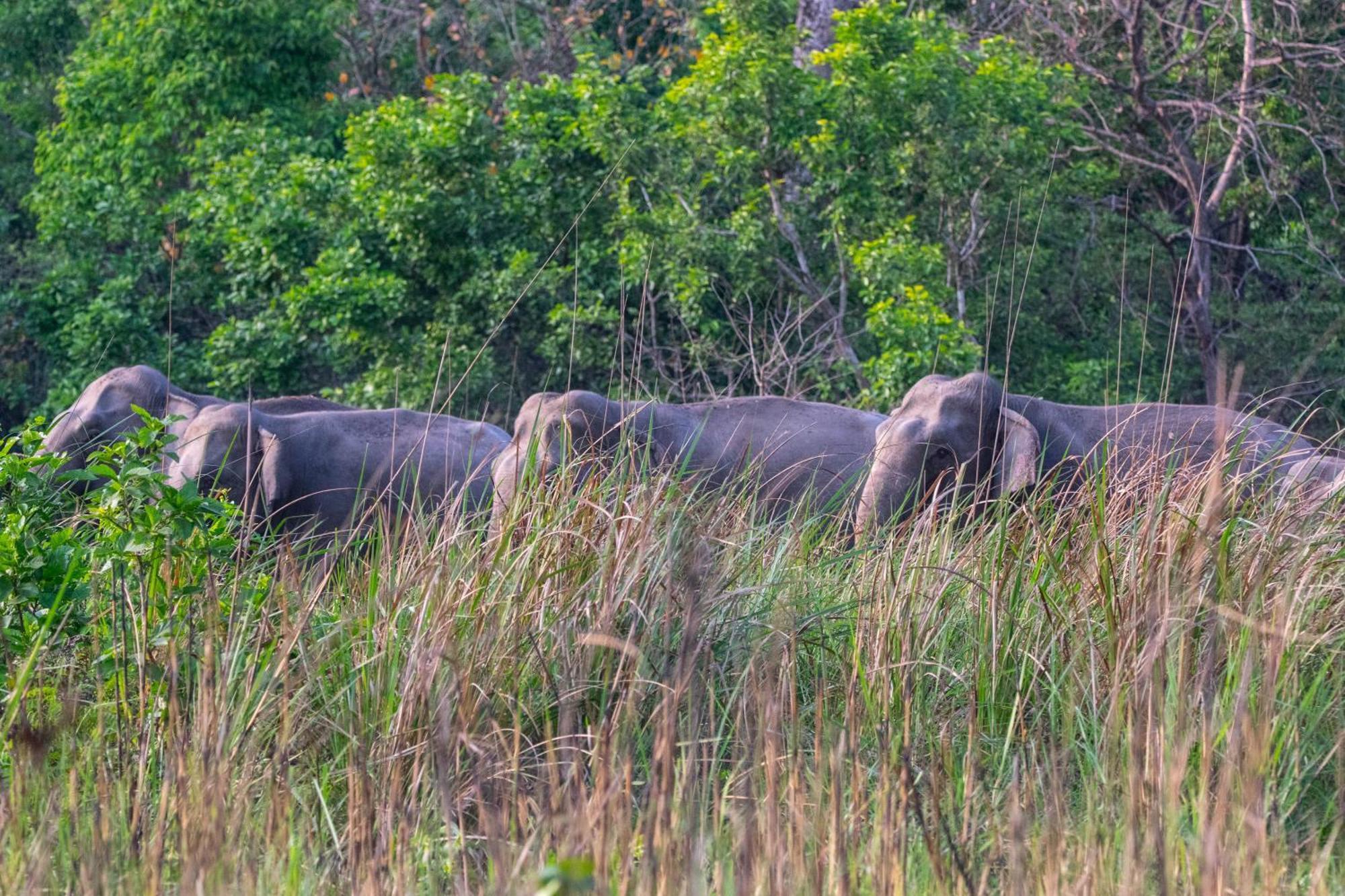 Hotel Wild Planet Eco Retreat Bardiya Esterno foto