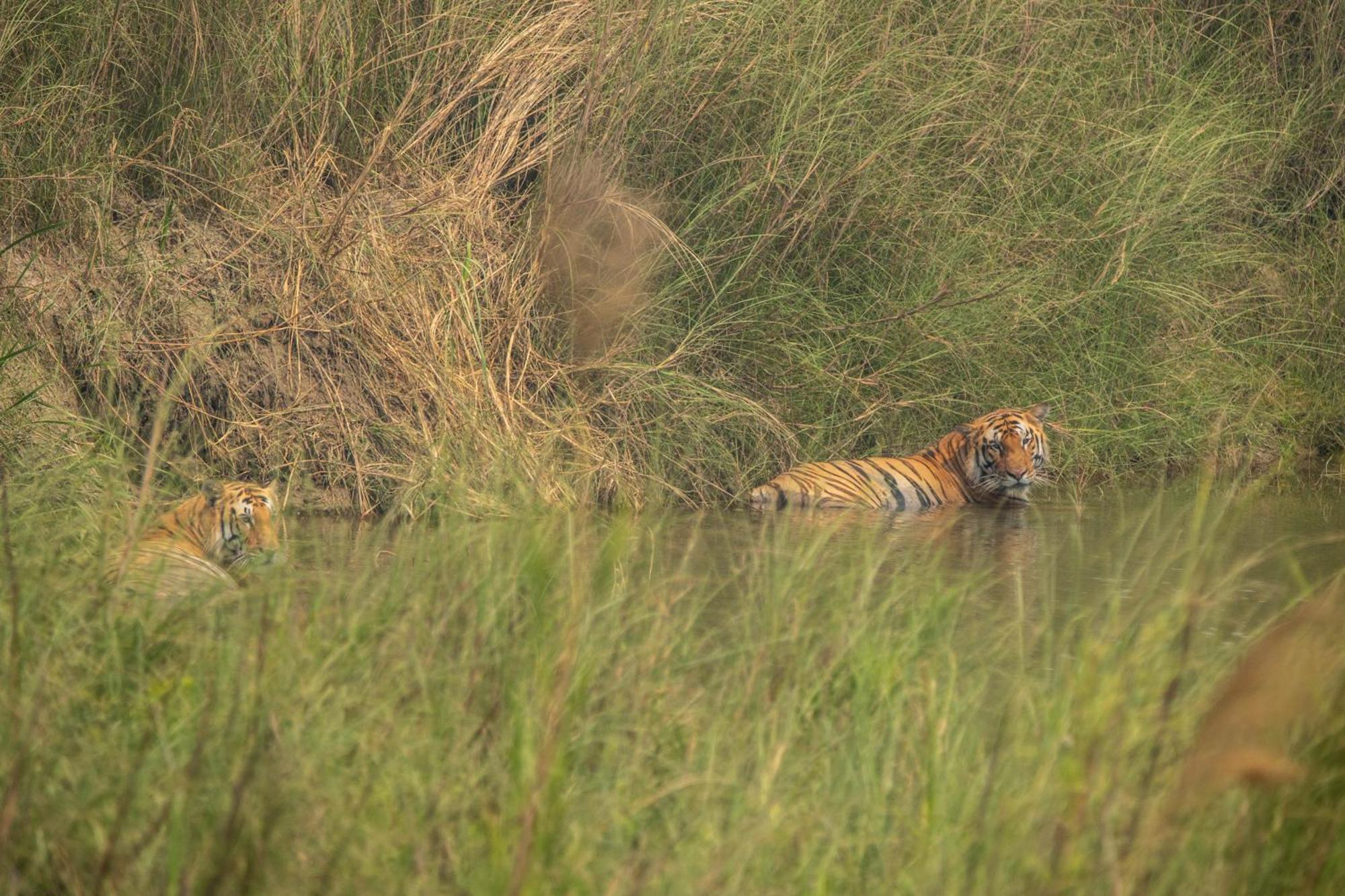 Hotel Wild Planet Eco Retreat Bardiya Esterno foto