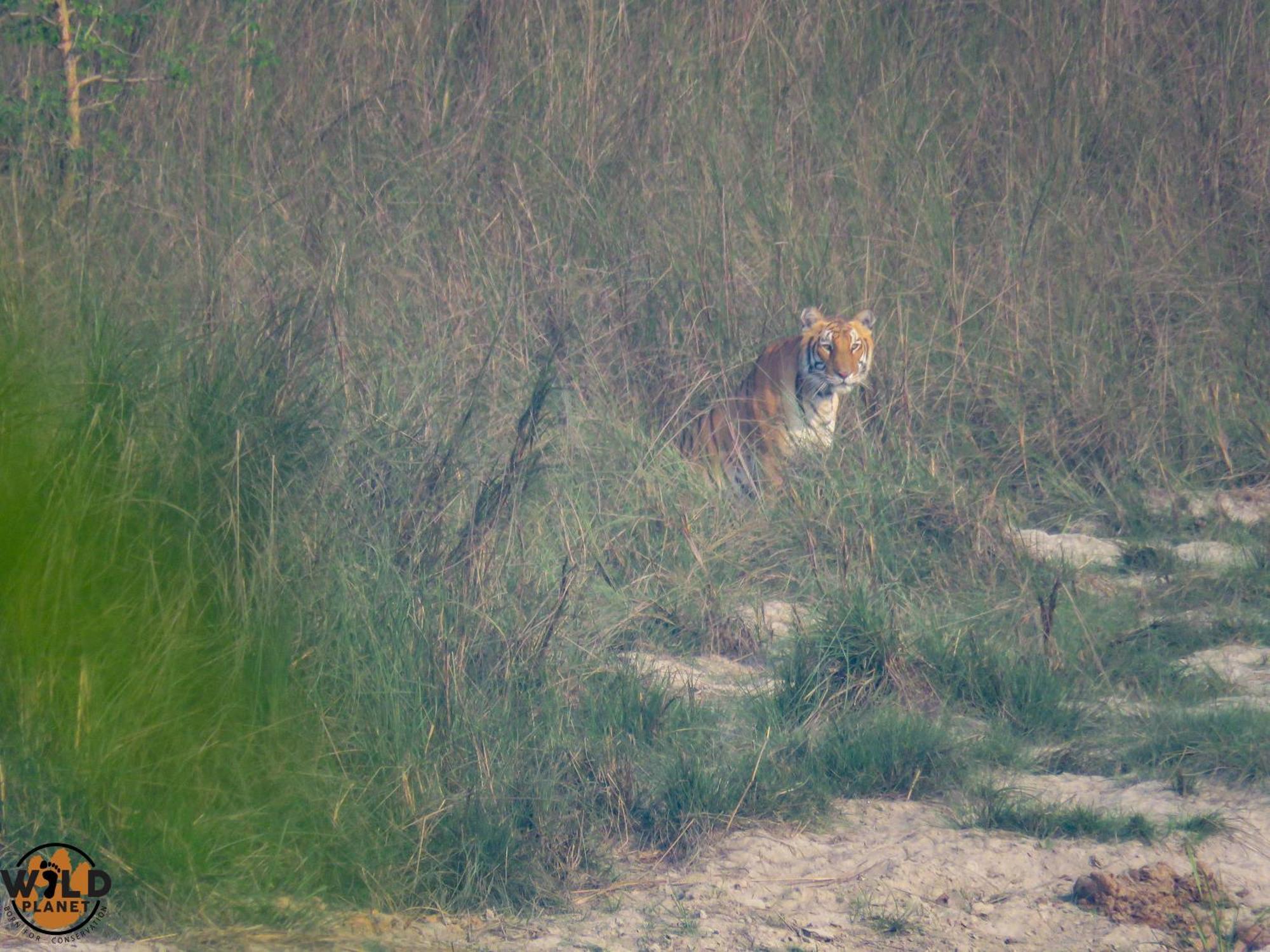 Hotel Wild Planet Eco Retreat Bardiya Esterno foto