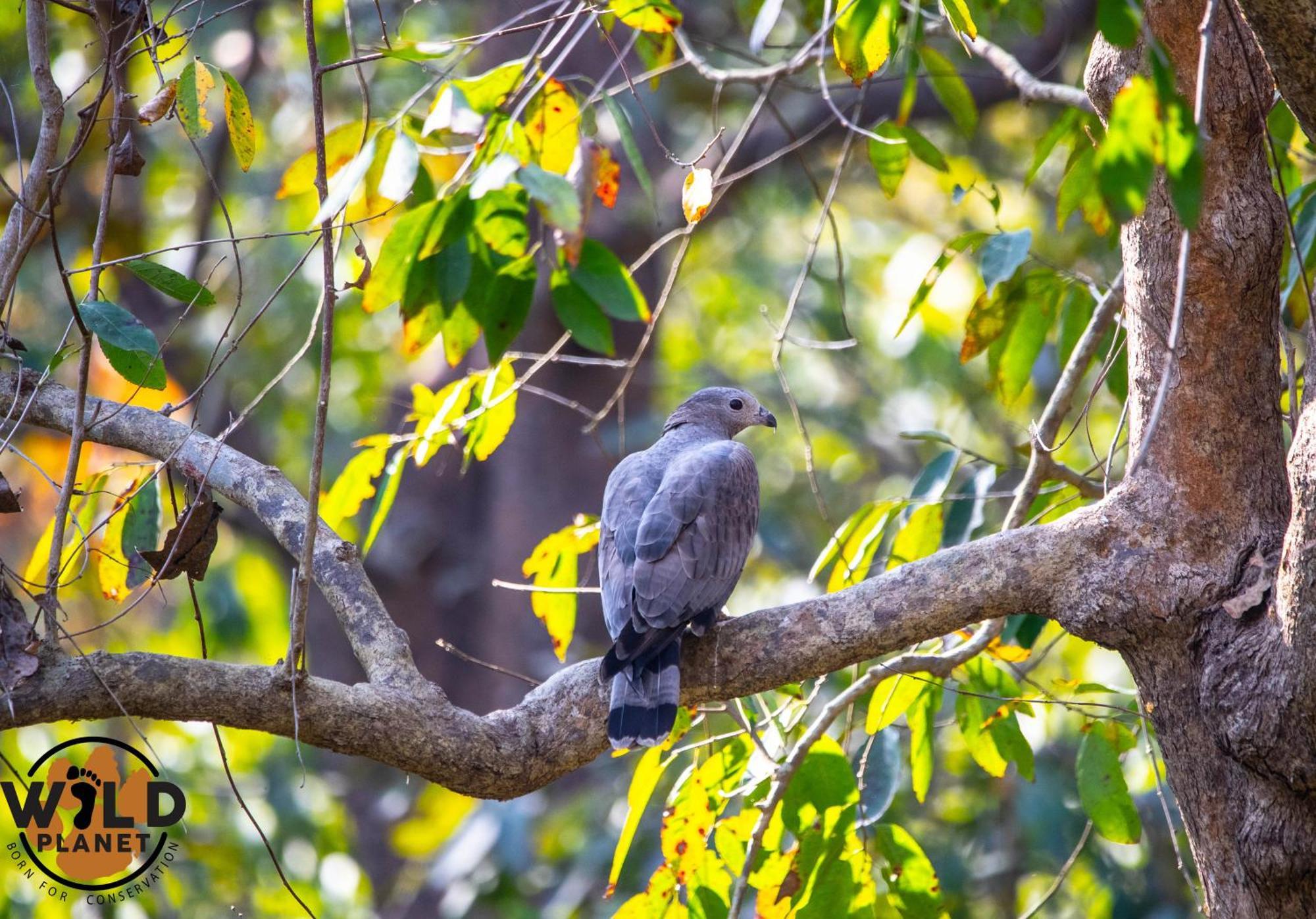 Hotel Wild Planet Eco Retreat Bardiya Esterno foto